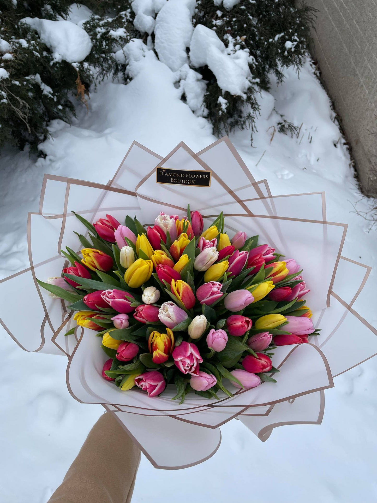 65 Rainbow Tulips with a vase